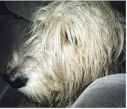 Wolfhound in the car