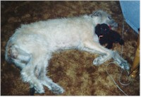 Wolfhound and toy poodle at nappy time.