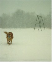 Sassy retrieving in a blizzard.